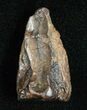 Large Triceratops Shed Tooth - #5696-1